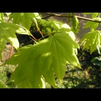 Acer palmatum cv Saoshika (fam Aceracees) (2)